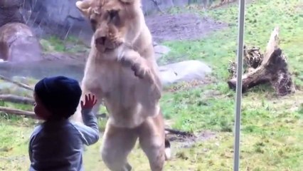 Süper Hayvanat Bahçesi