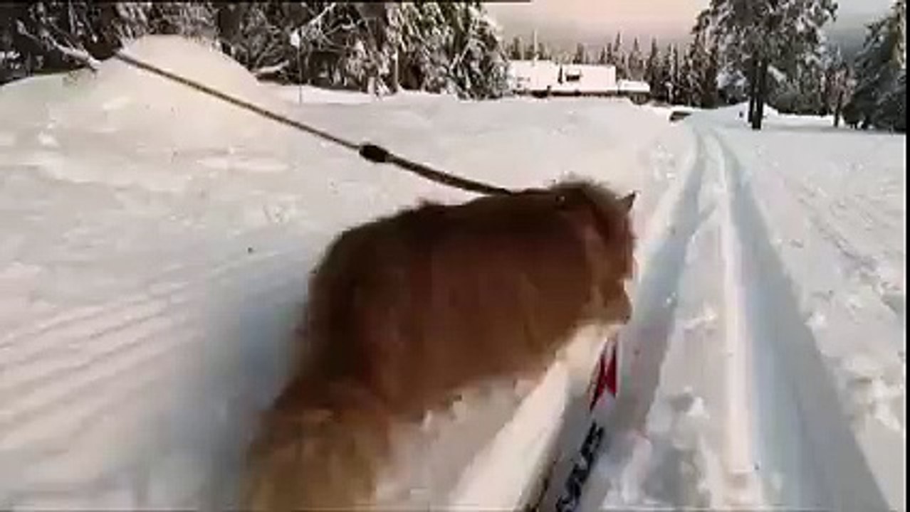Köpeklere taş çıkartan kedi