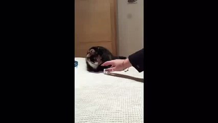 My cat loves to fetch (Funny Videos 720p)