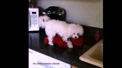 fucking dog (vine)