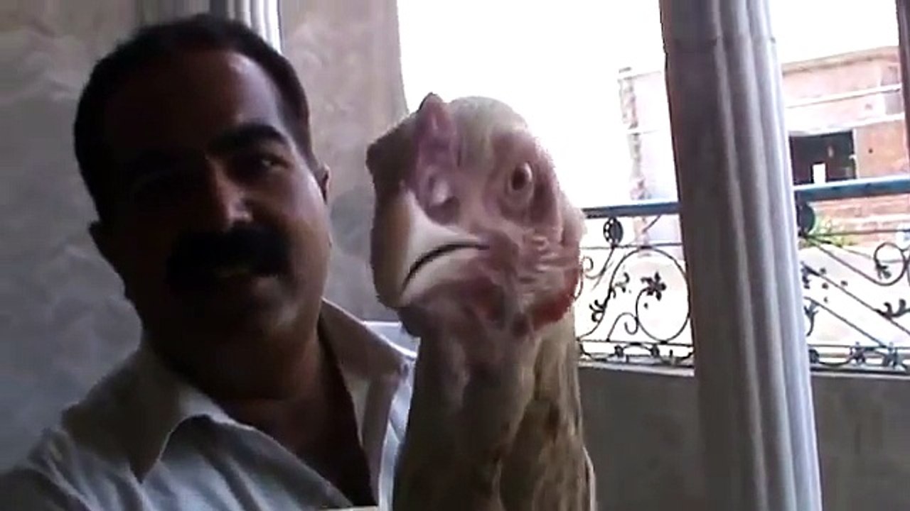 Aseel breed by Ustad Rana Safdar ......