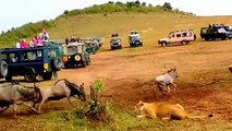 Male Lion Better Hunter than Lioness