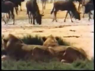 Male lions hunting