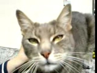 chat mignon qui aime les caresses