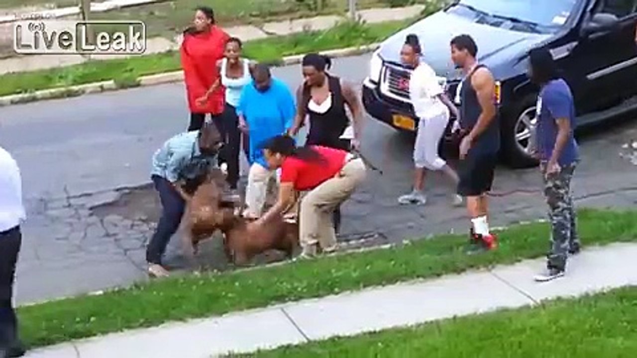 Pitbull ataca ah otro pitbull sin razón