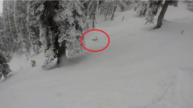 Des skieurs hors-piste tombent nez à nez avec un léopard des neiges