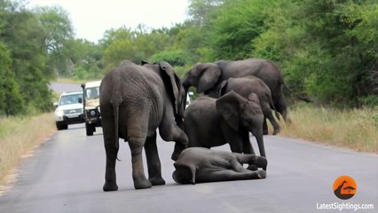Elefante desmaia no meio da estrada. A reação da sua família vai deixar-te sem palavras!!!
