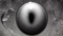 Toroidal vortex