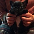 A French Bulldog puppy is getting belly rubs before nap time...