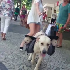 A mother dog takes her human and two puppies for a walk...