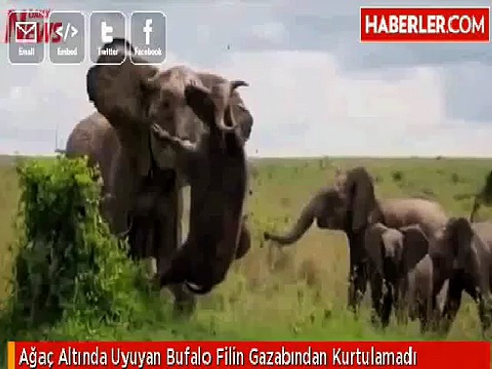 buffalo sent FLYING when elephant digs in his tusks in (News World)
