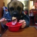 Why is this so funny / A dog with hands eating from a bowl (FUNNY VINE!)