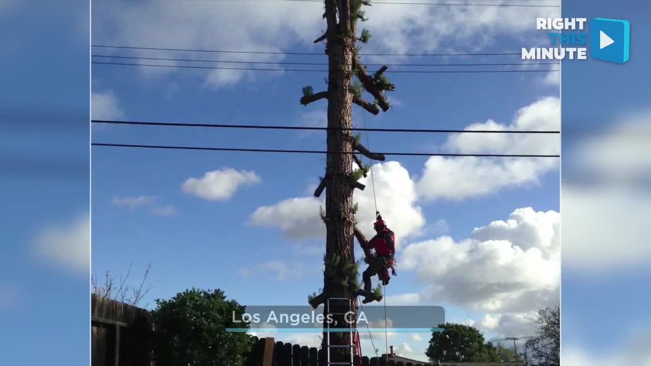 Cat Rescue Itself From Tree