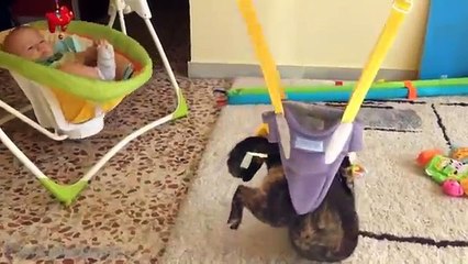 Funny Videos Of Funny Animals - Compilation February 2016 - NEW !!! (FULL HD)