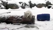 She'll melt your heart! Adorable polar bear cub sees snow for first time at Toronto zoo