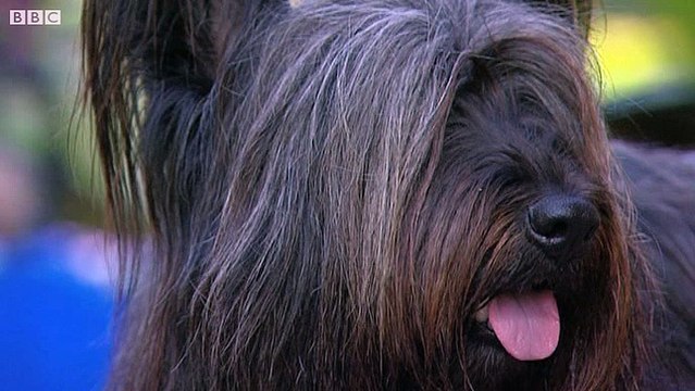Are Greyfriars Bobby descendents becoming extinct?