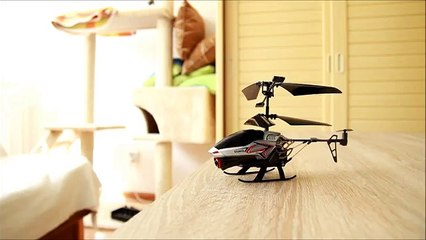 Cat vs RC Helicopter