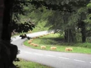 Course de cote de Barr 2007