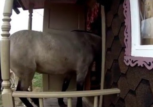 Clever Horse Opens the Door