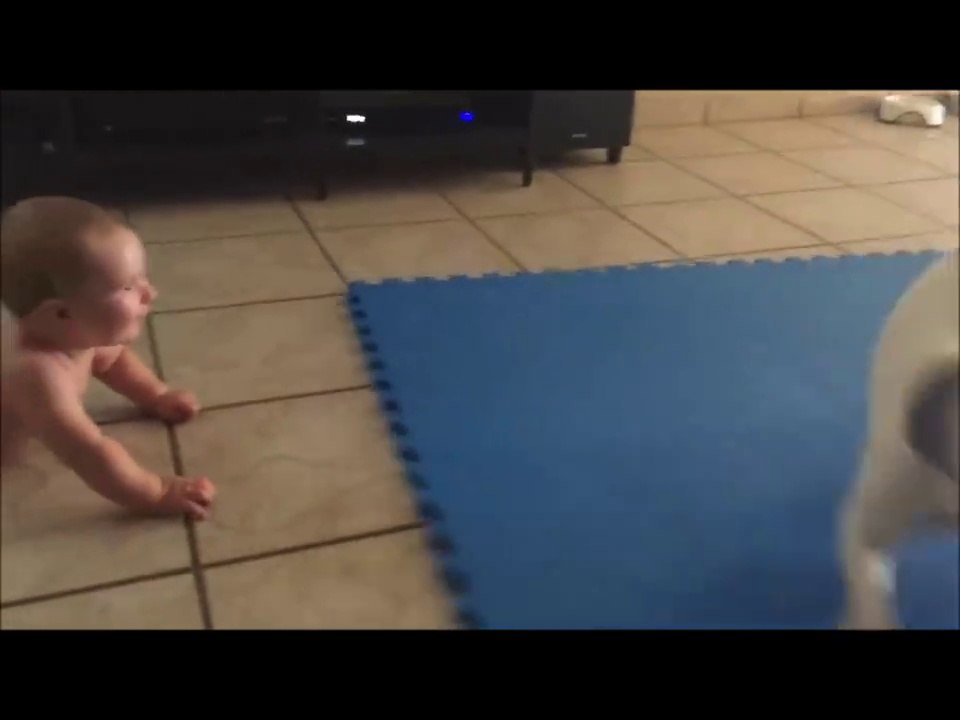 Amizade entre cachorro e bebe