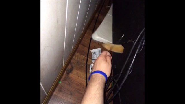 Quand ton chat t'aide à brancher ton ordi