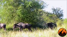 These Wildebeest Are Totally Lost And Confused  ) - Latest Wildlife Sightings