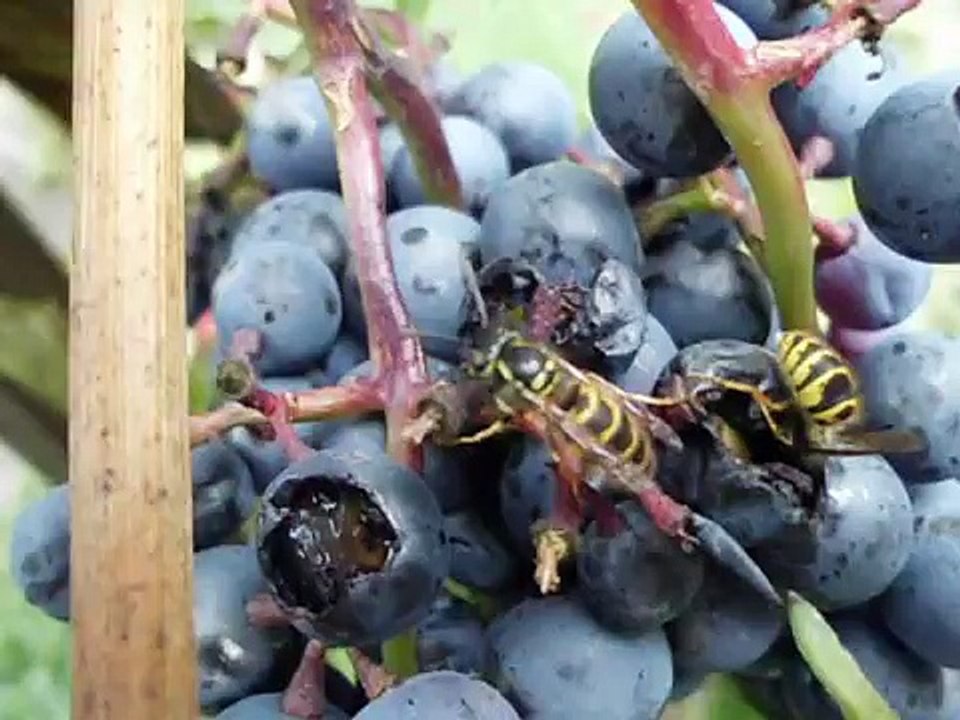 Wasps eating grape