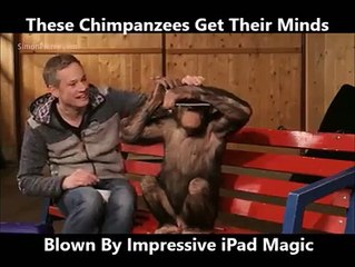 These Chimpanzees Get Their Minds Blown By Impressive Ipad Magic