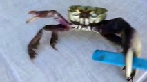 THE gangster crab with a knife
