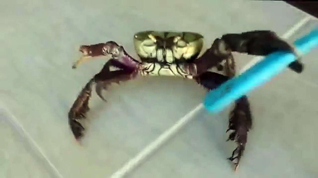 Cangrejo que se defiende con un cuchillo