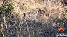 Mating Black Mamba Snakes