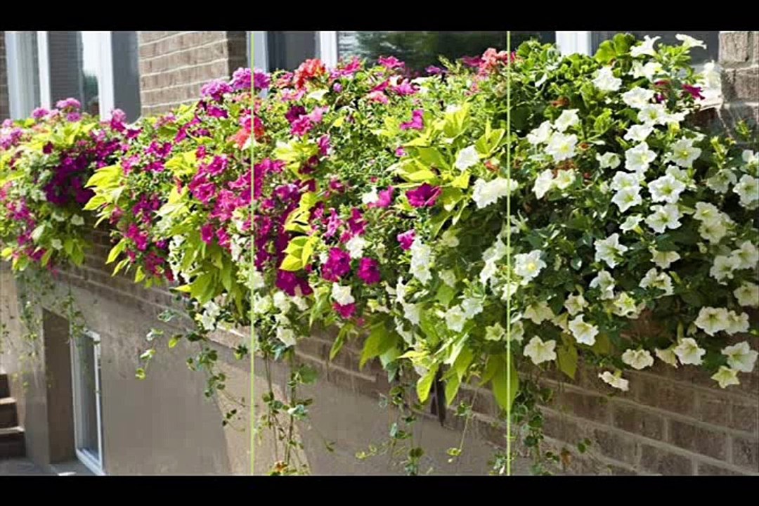 Cincy Chic WOW Windowboxes