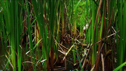 NGC.Wild Untamed Brazil#1.Jewels of the Jungle.De