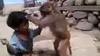 funny baby fight with monkey