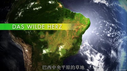 NGC.Wild Untamed Brazil#2.Feast of the Giant Anteater.De