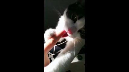 이것 뭔데 짭짭하니 맛있냥? 손가락 핥는 냥이 kitten loves fingers