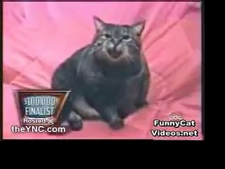 Funny Cat Videos Funny Cats - Cat making a strange noise