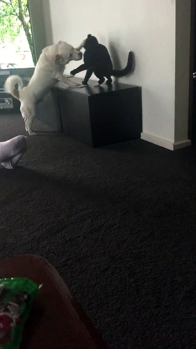 Funny Cat And Dog Boxing Match