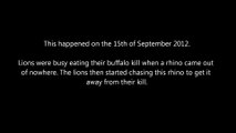 Battle At Kruger - Lions VS Rhino Over a Buffalo - Latest Sightings