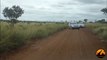 2 Cheetahs Crossing The Road - 3 March 2013 - Latest Sightings