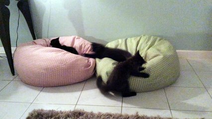 Kittens playing together on beanbags in the TV room