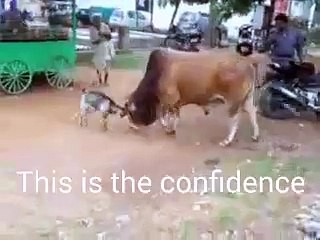 WOW! You Can't Believe What Happened To This Poor Cow