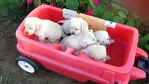 Purebred Yellow Labrador Puppies in Lakeside, CA