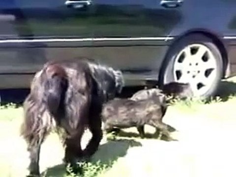 Ютуб Смешные животные дают урок людям