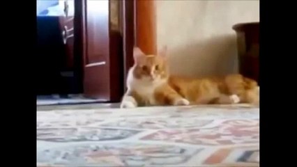 Смотреть смешное видео про животных, а точнее - котов
