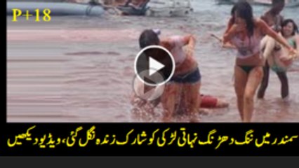 American Lady Watches Shark Horribally in America