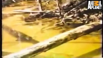 jaguar Kills Giant Fish