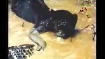 Leopard vs crocodile. Jaguar attack giant anaconda. Lion vs python. Real fight
