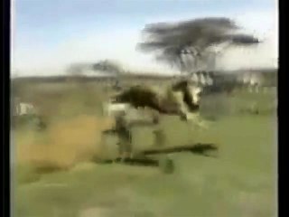 Lion Attacks Man (Horrific Lion Attack!)