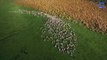 Mesmerising Mass Sheep Herding